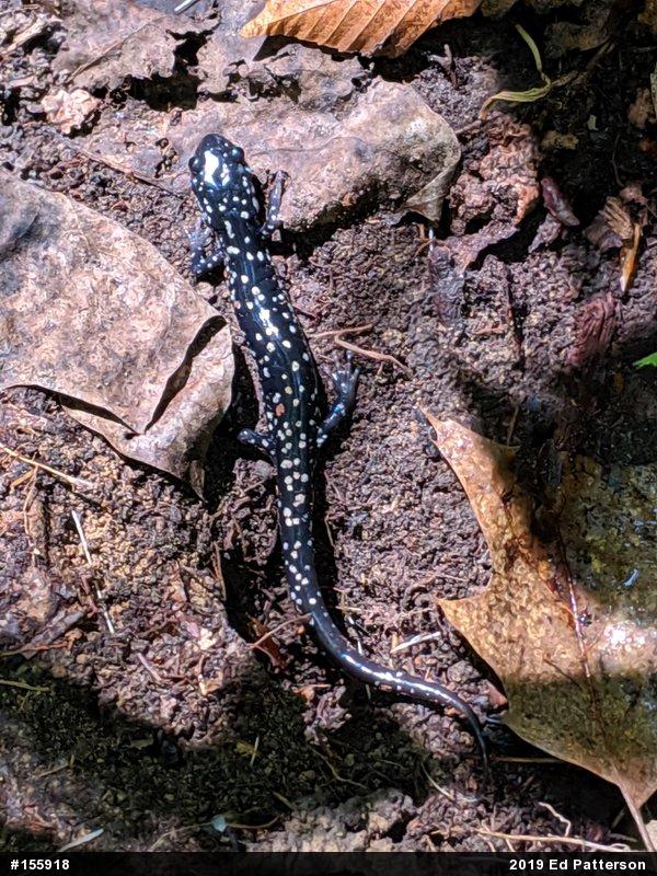 Northern Slimy Salamander