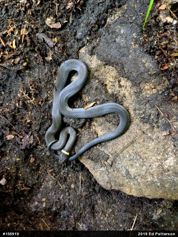 Northern Ring-necked Snake