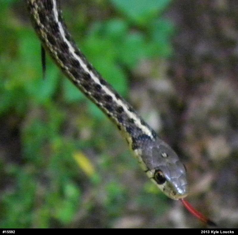 Eastern Gartersnake