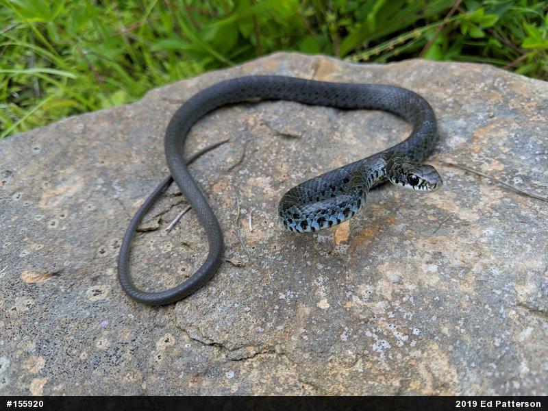 Northern Black Racer