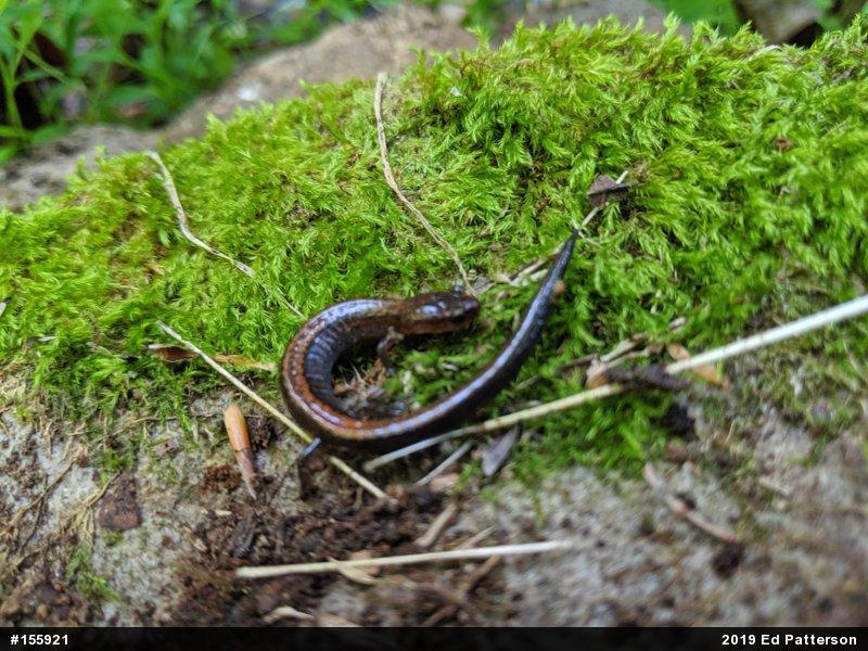 Eastern Red-backed  Salamander