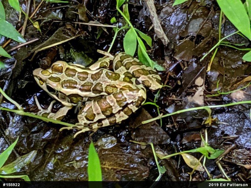 Pickerel Frog