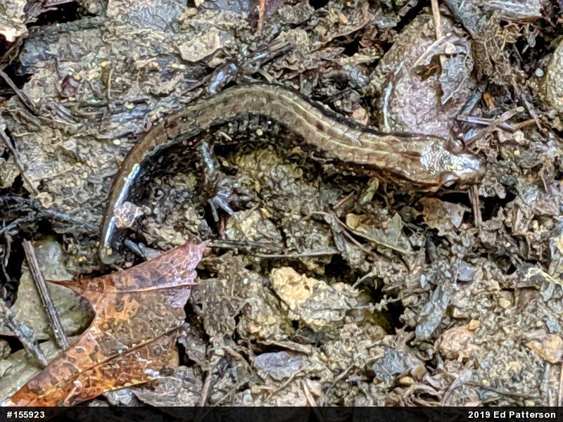 Allegheny Mountain Dusky Salamander