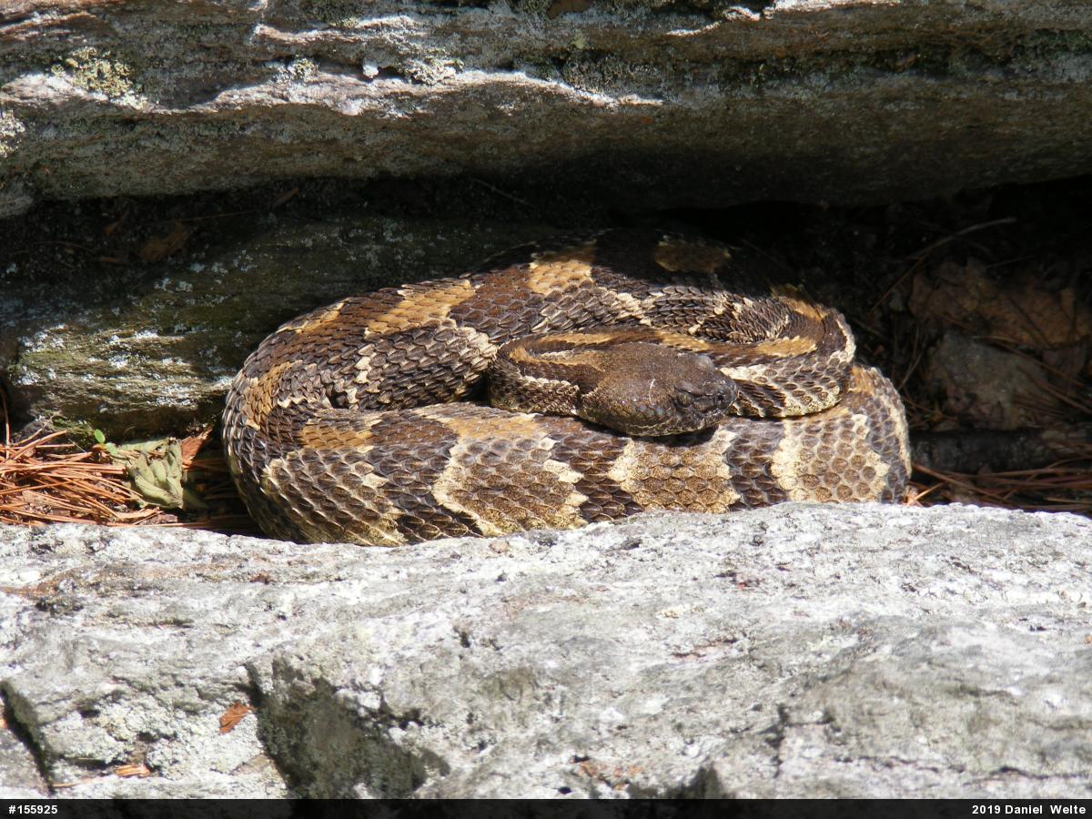 Timber Rattlesnake