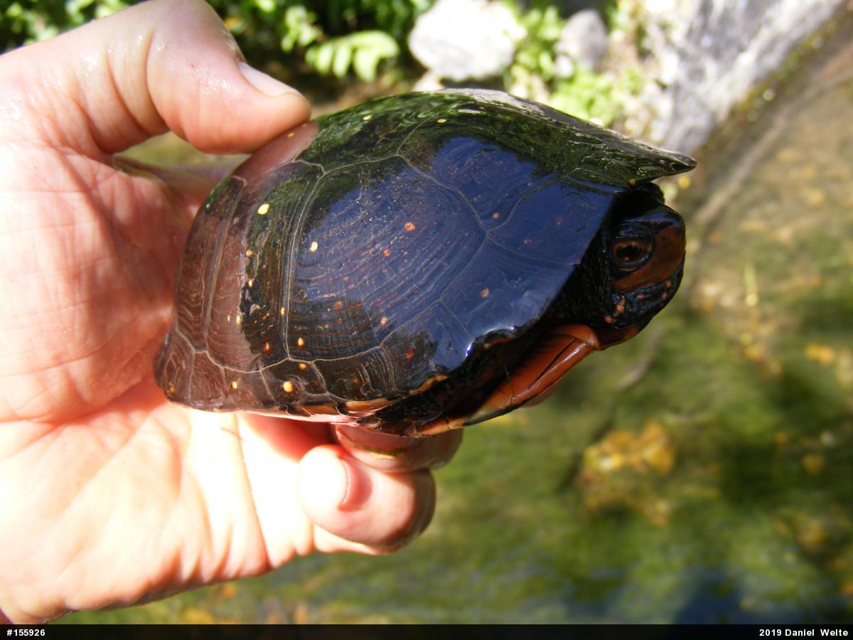 Spotted Turtle