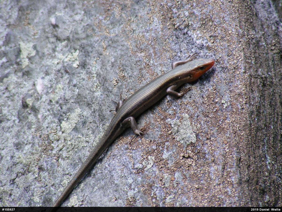 Common Five-lined Skink