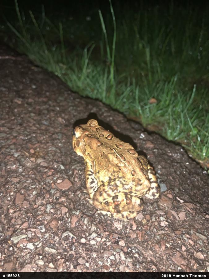 Eastern American Toad