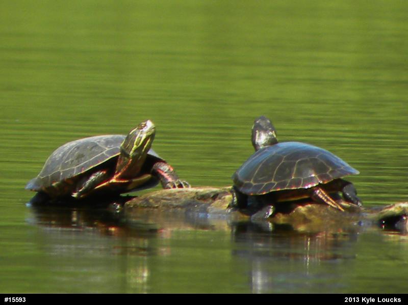 Painted Turtle