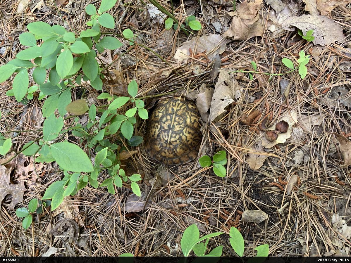 Eastern Box Turtle