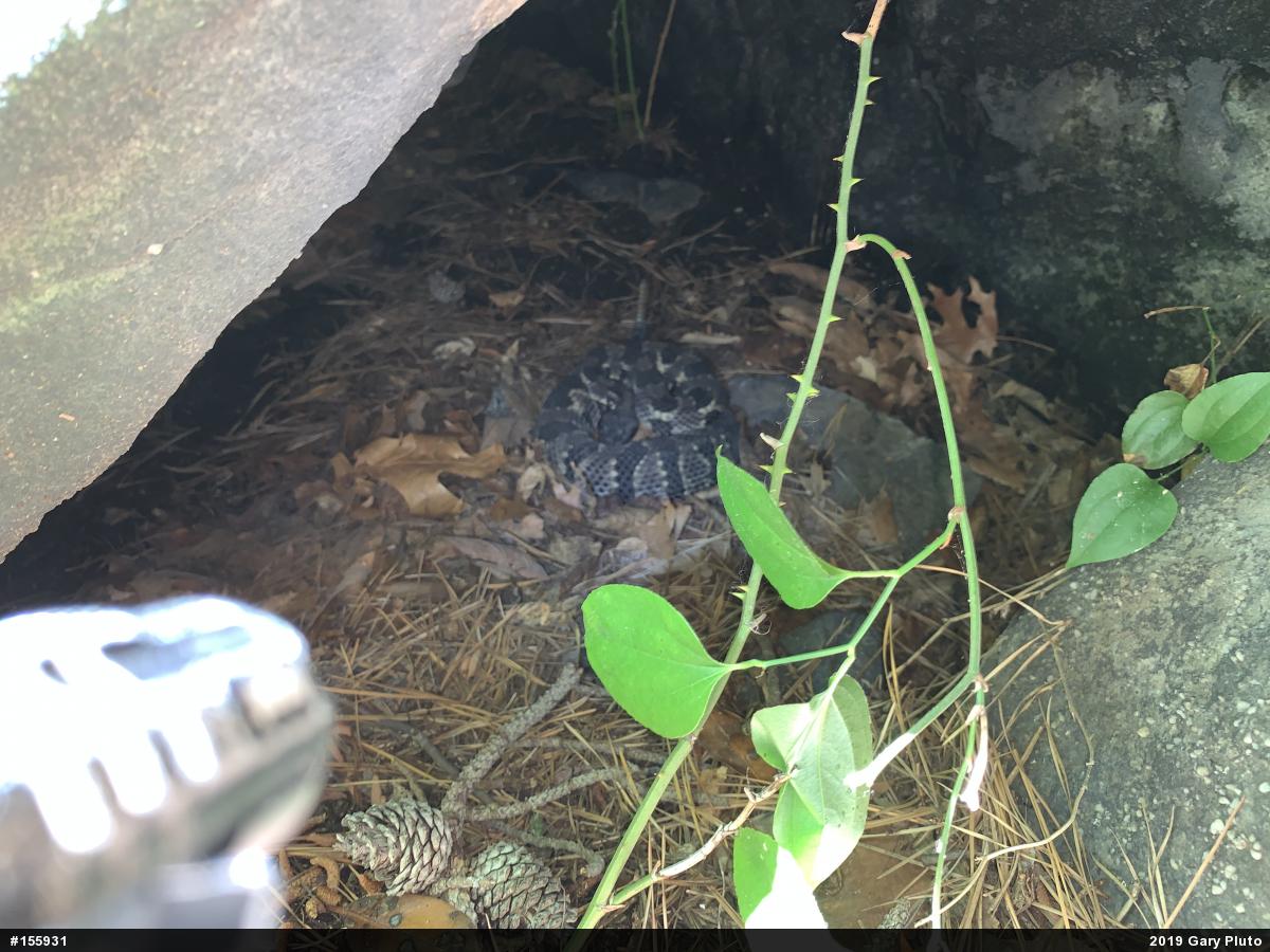 Timber Rattlesnake