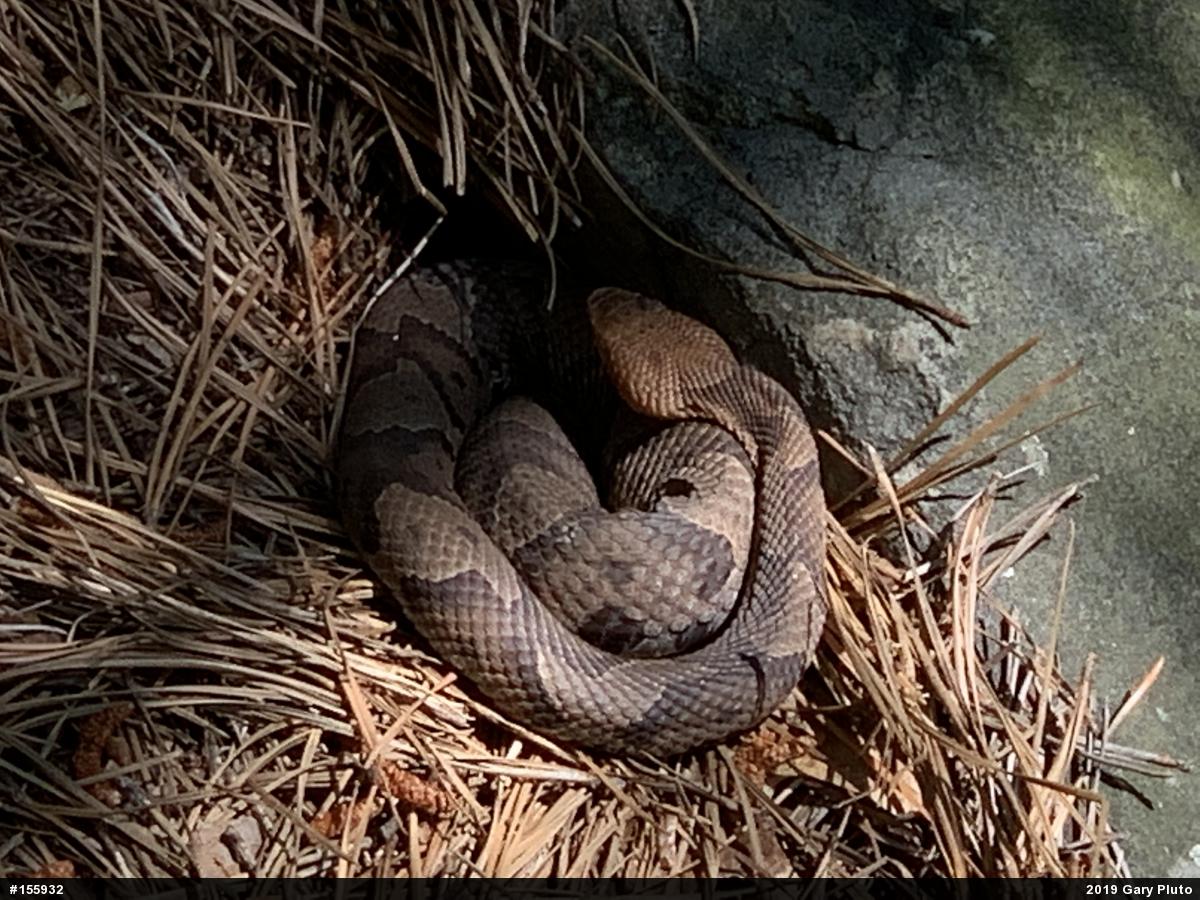 Northern Copperhead