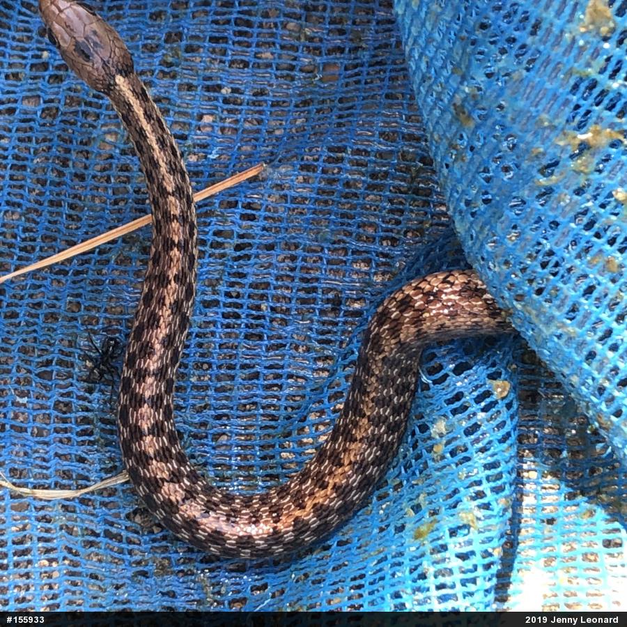 Eastern Gartersnake
