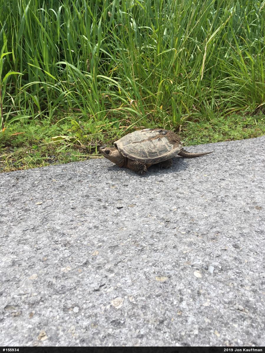 Snapping Turtle