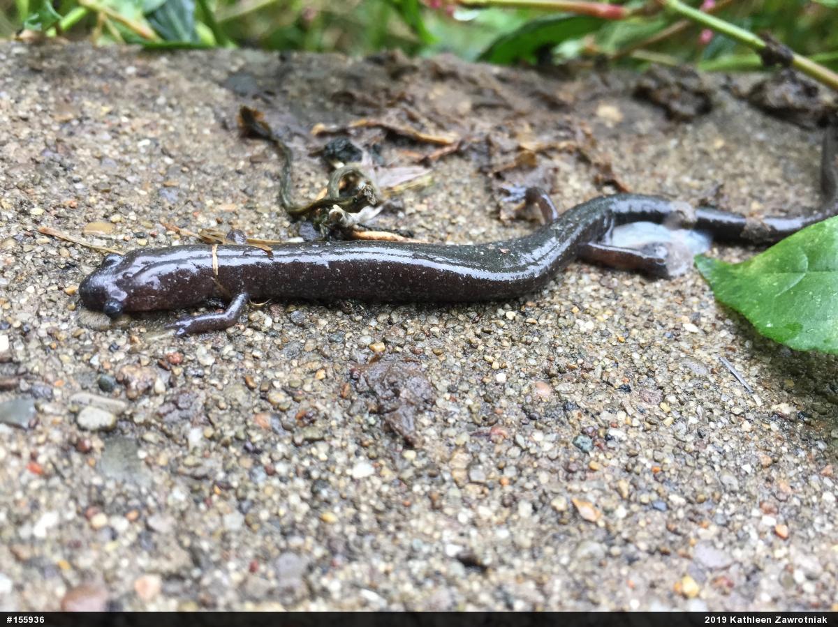 Northern Ravine Salamander