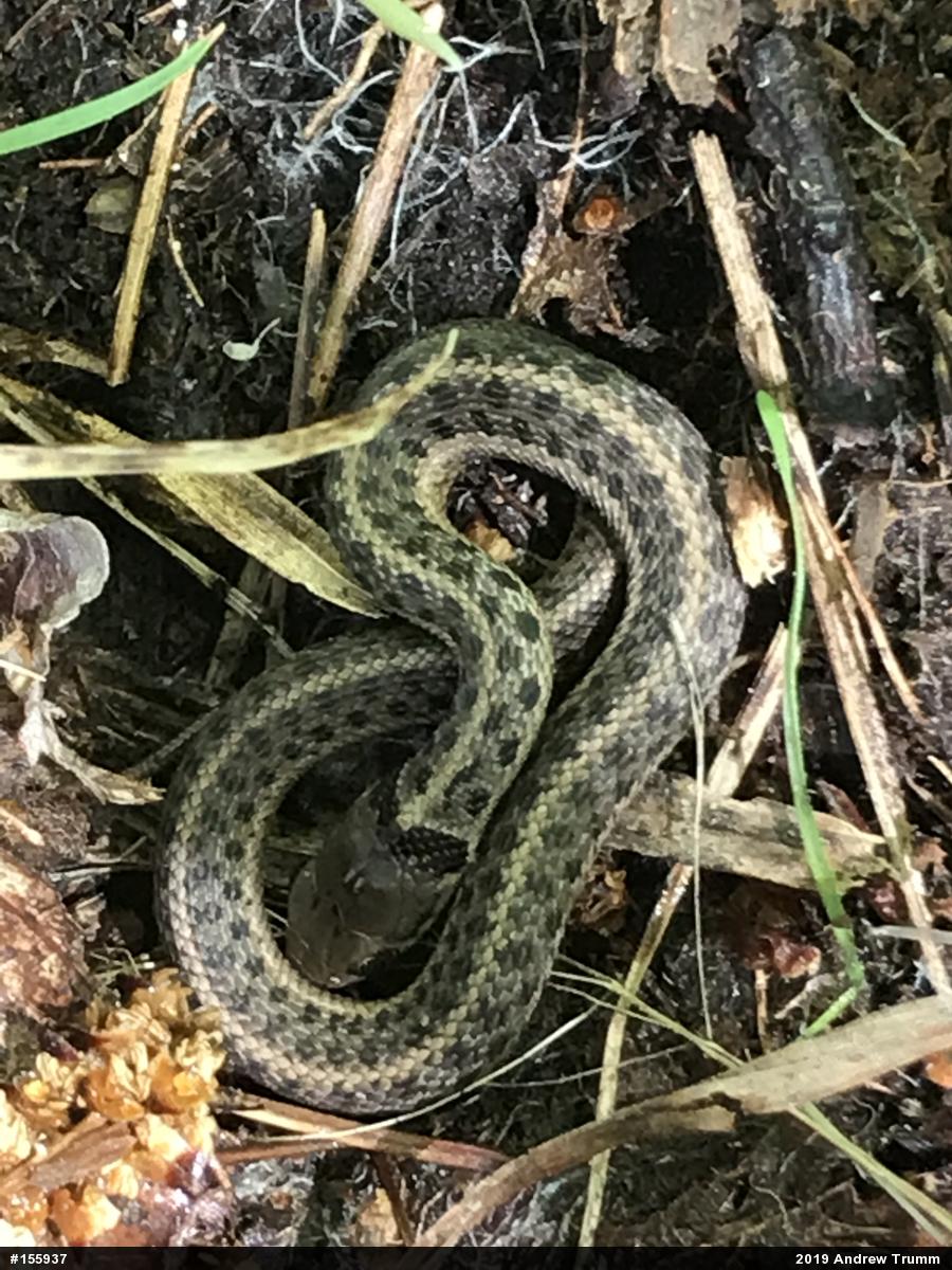 Eastern Gartersnake