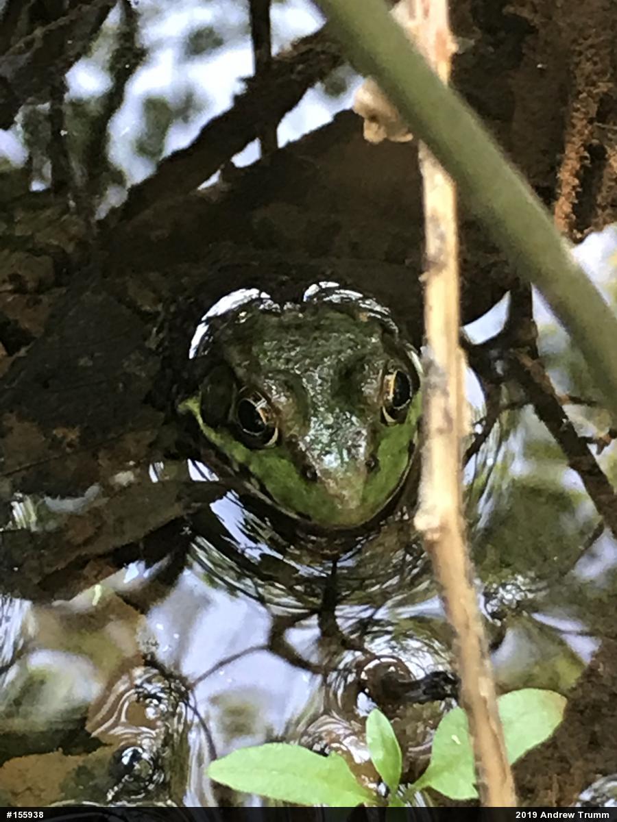 Green Frog