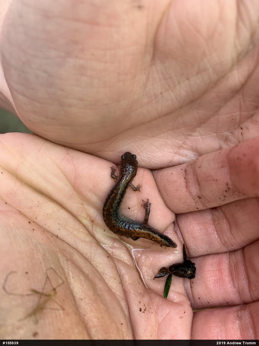 Eastern Red-backed  Salamander