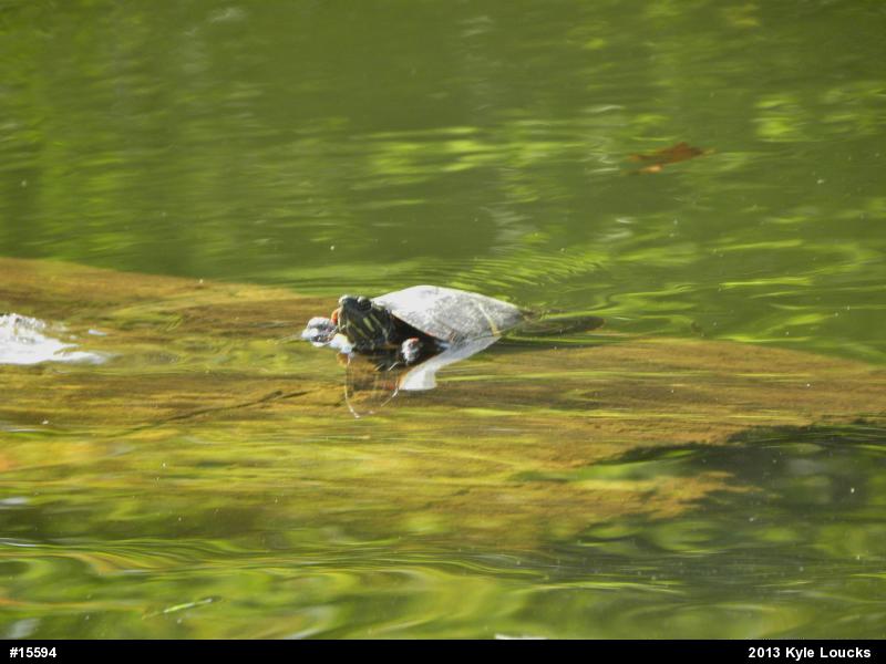 Painted Turtle