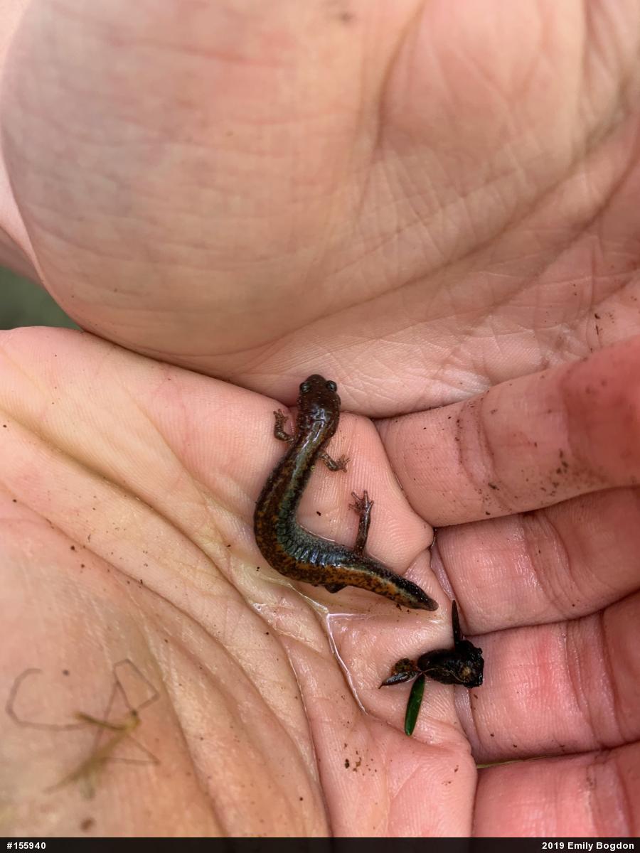 Eastern Red-backed  Salamander
