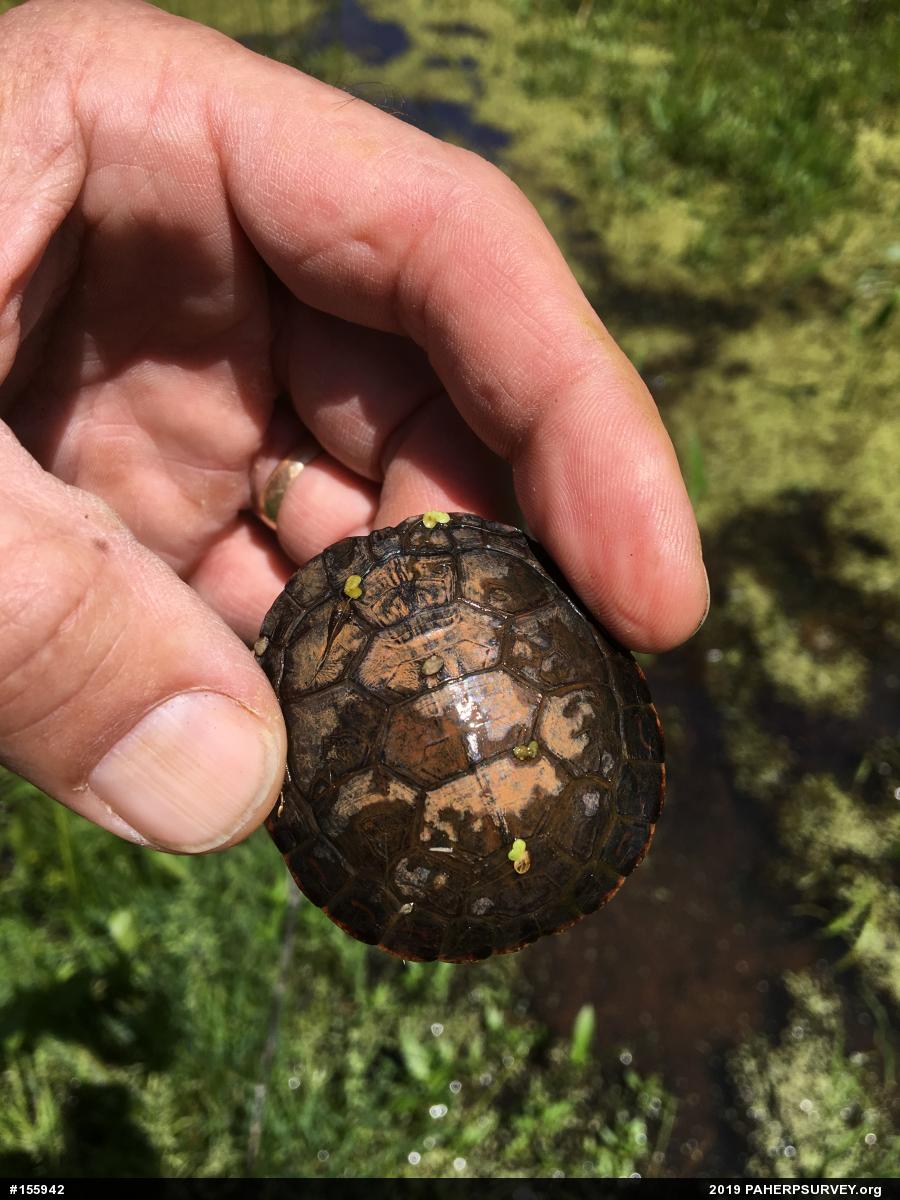 Midland Painted Turtle