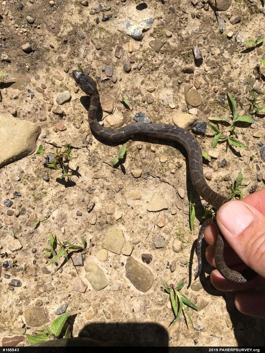 Northern Watersnake