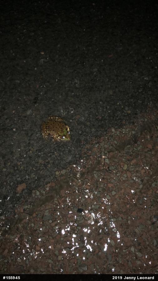 Green Frog