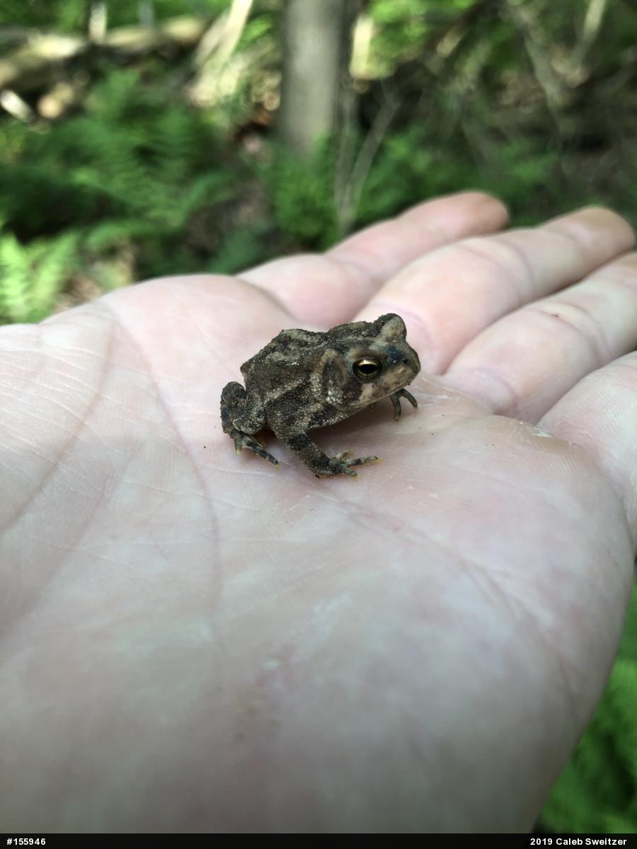 Eastern American Toad