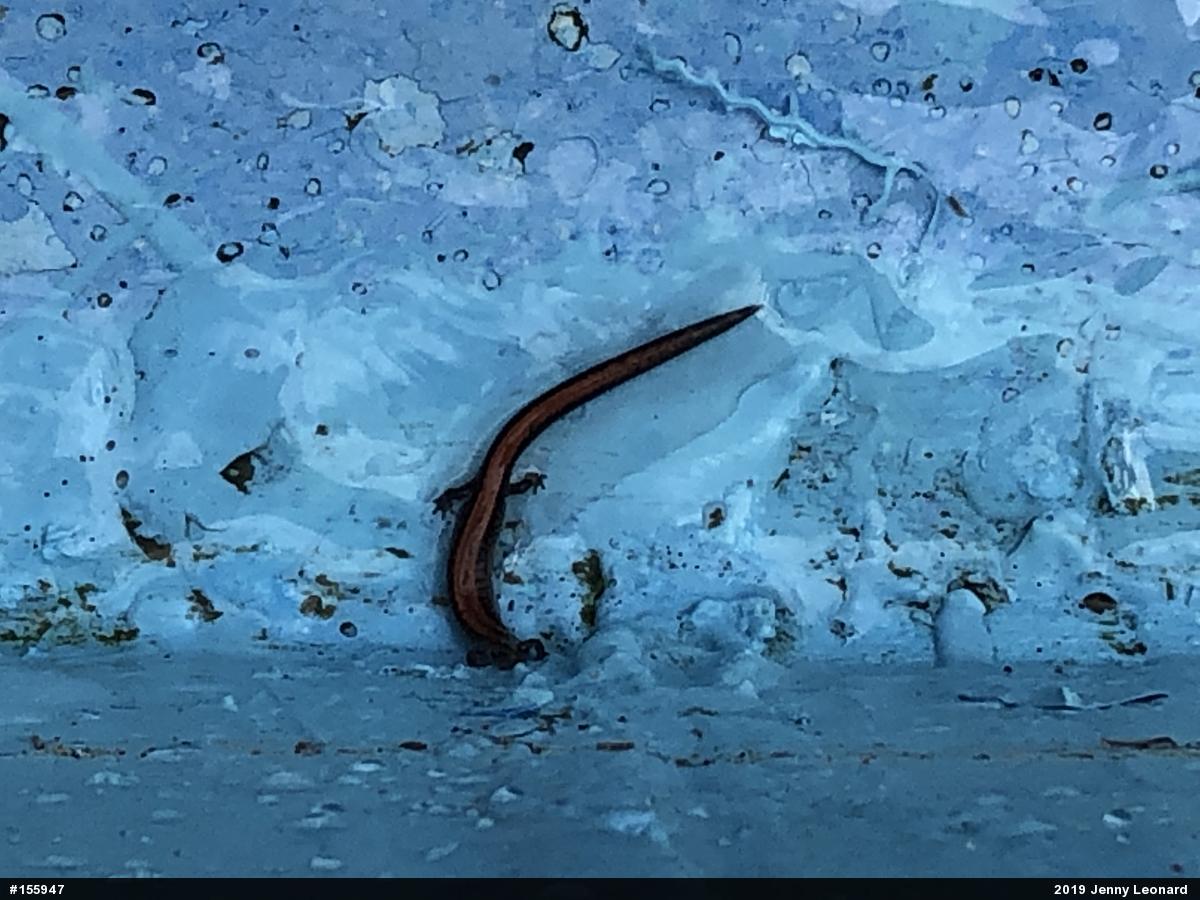Eastern Red-backed  Salamander