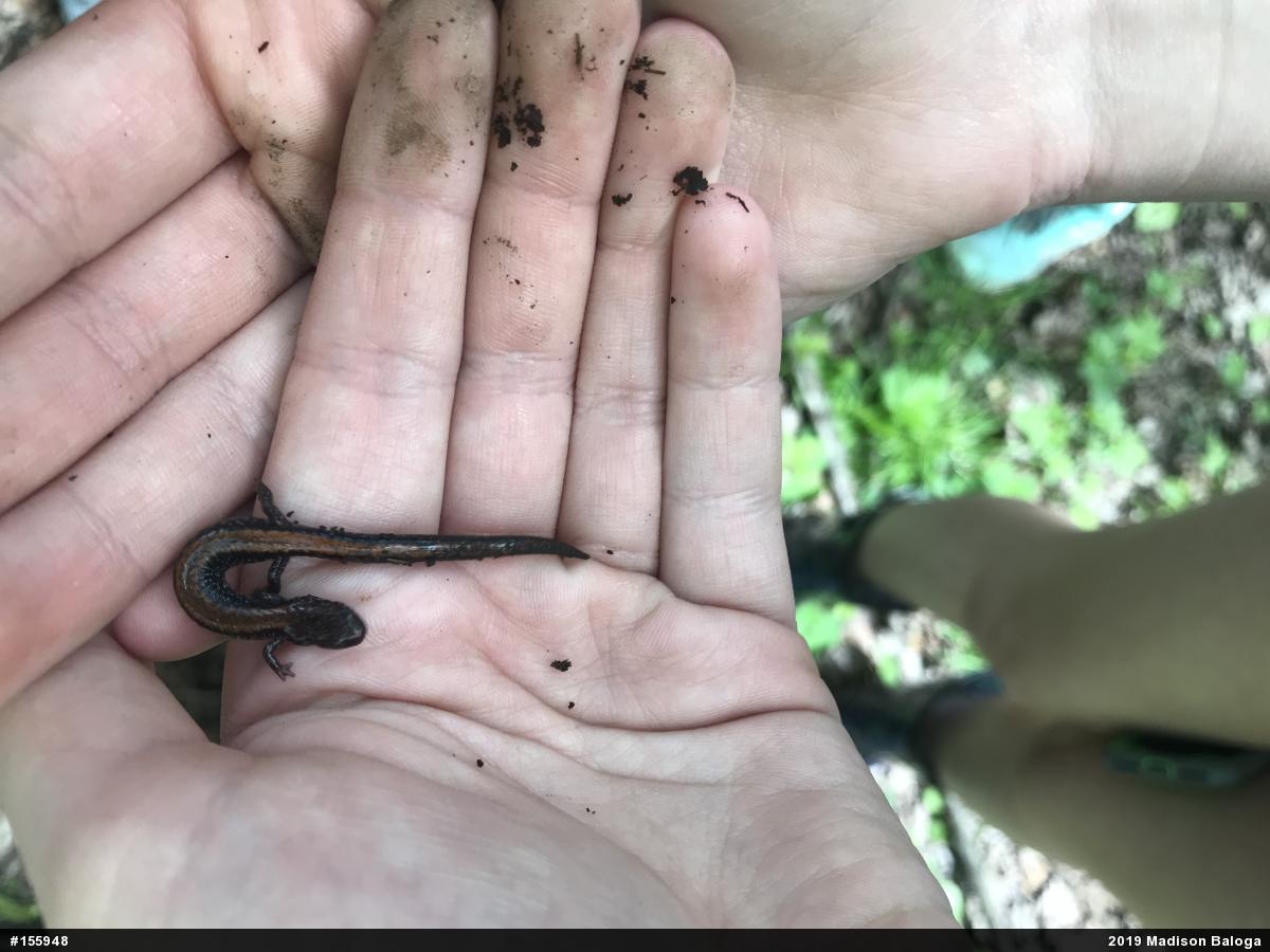 Eastern Red-backed  Salamander