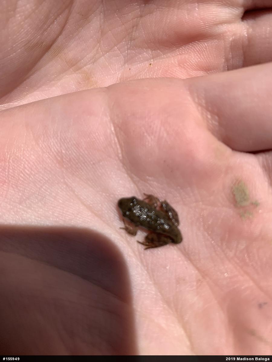 Green Frog