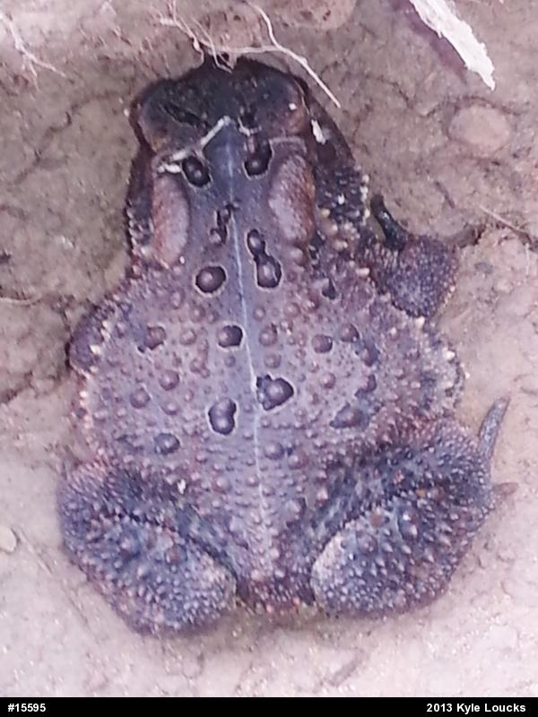 Eastern American Toad