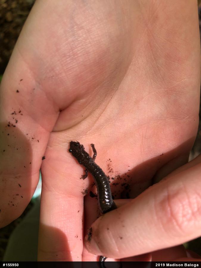 Eastern Red-backed  Salamander