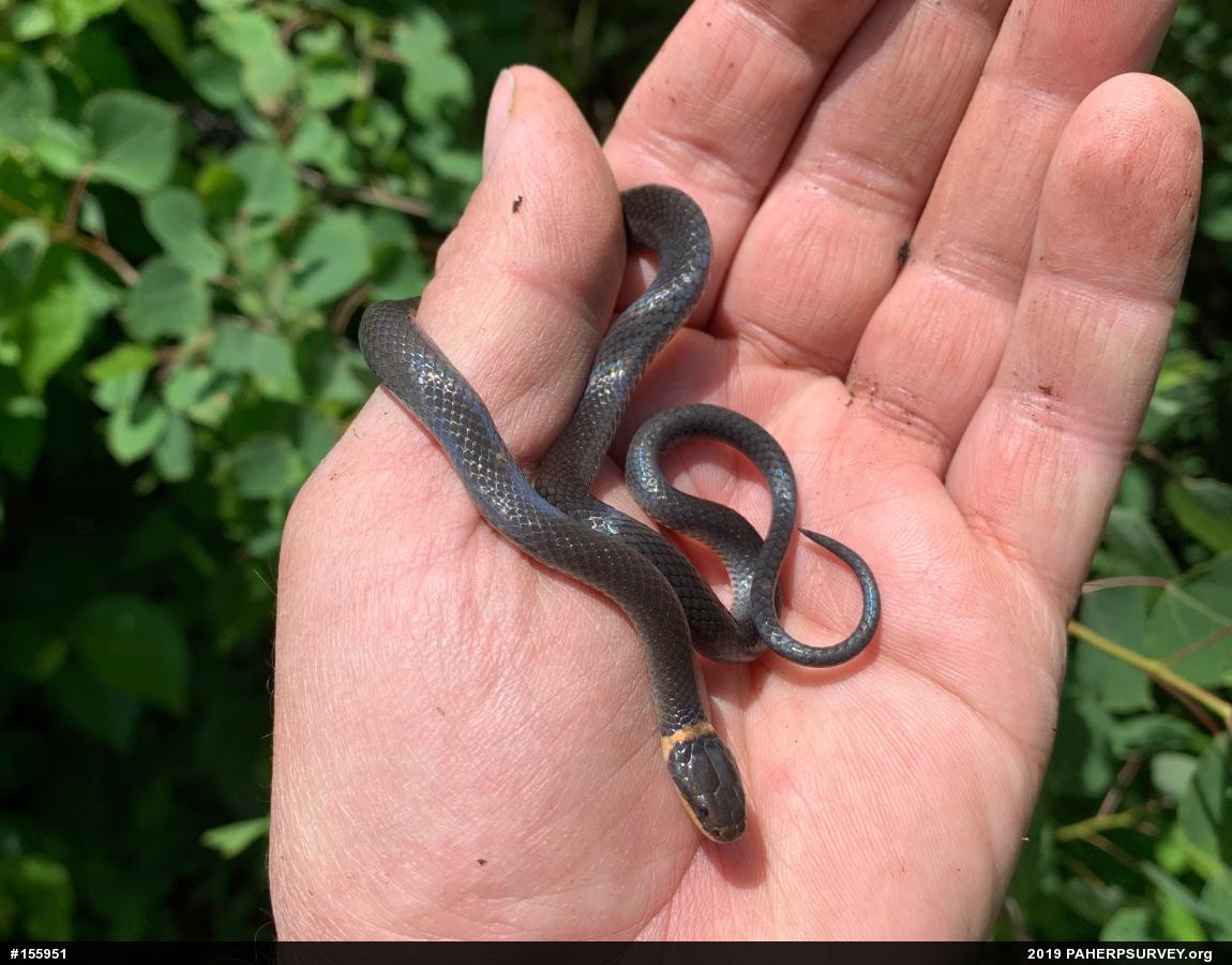 Northern Ring-necked Snake