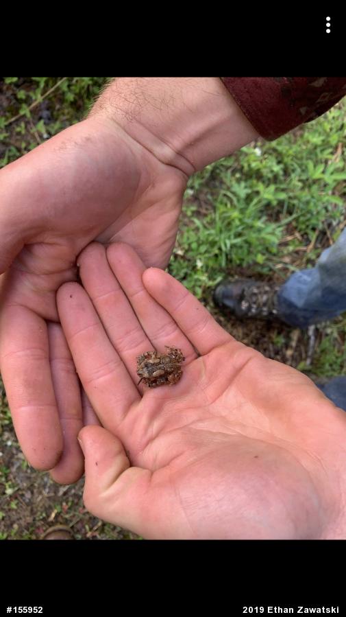 Eastern American Toad