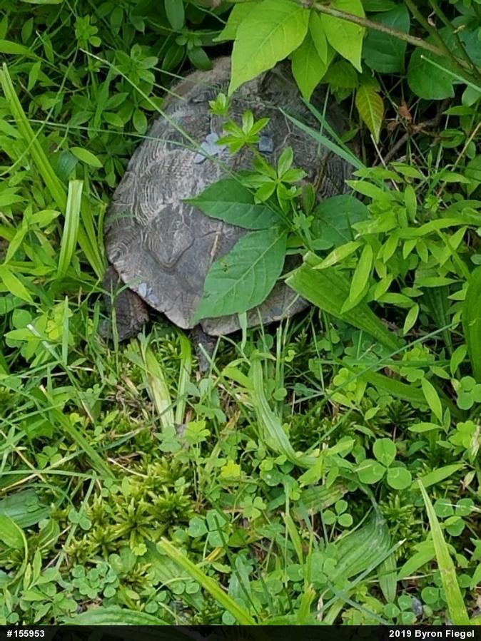 Wood Turtle