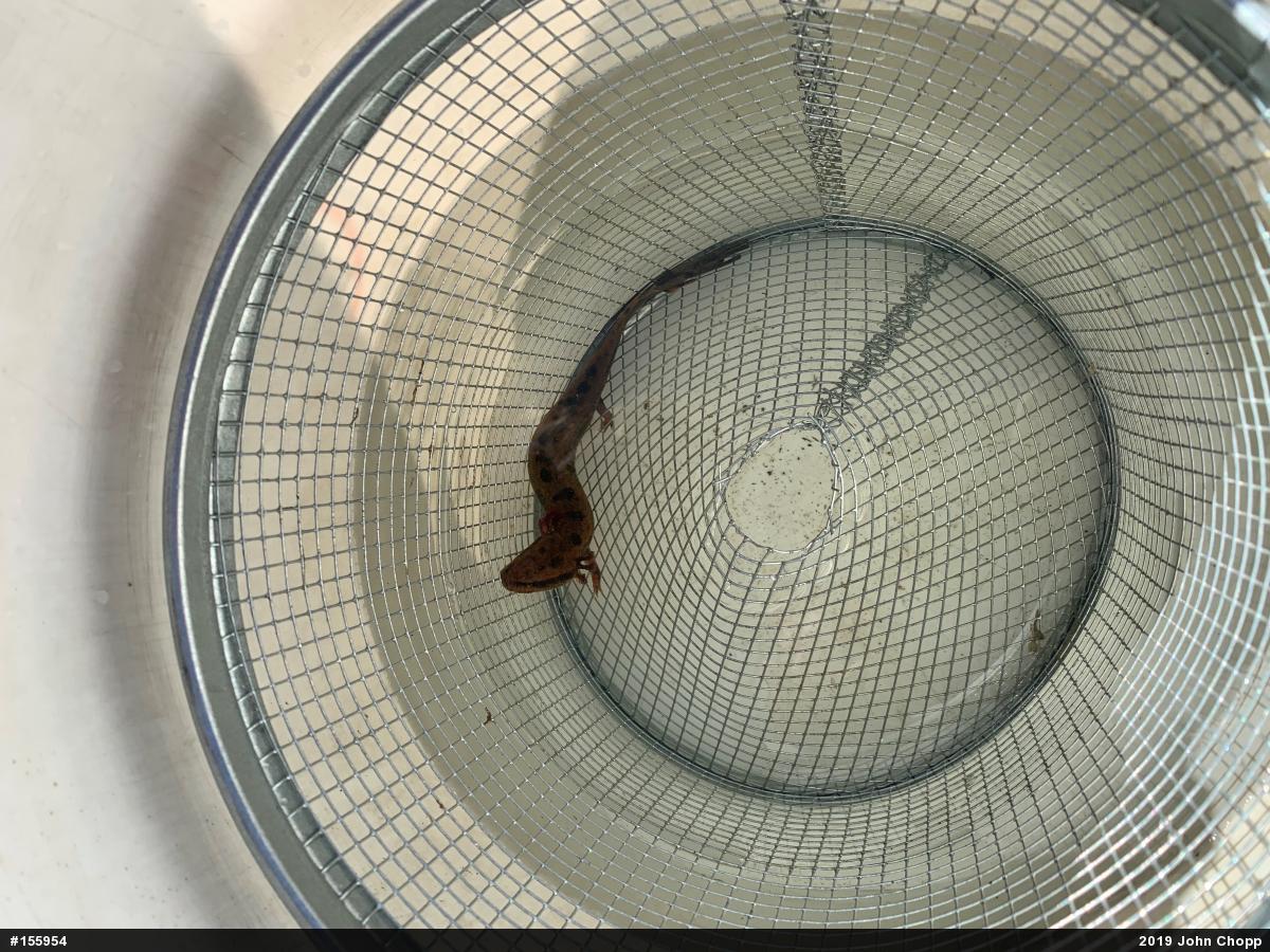 Common Mudpuppy