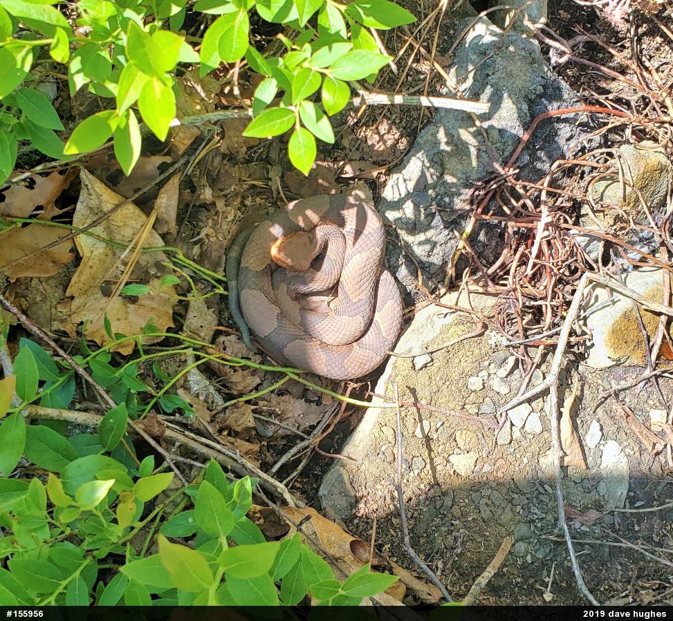 Northern Copperhead