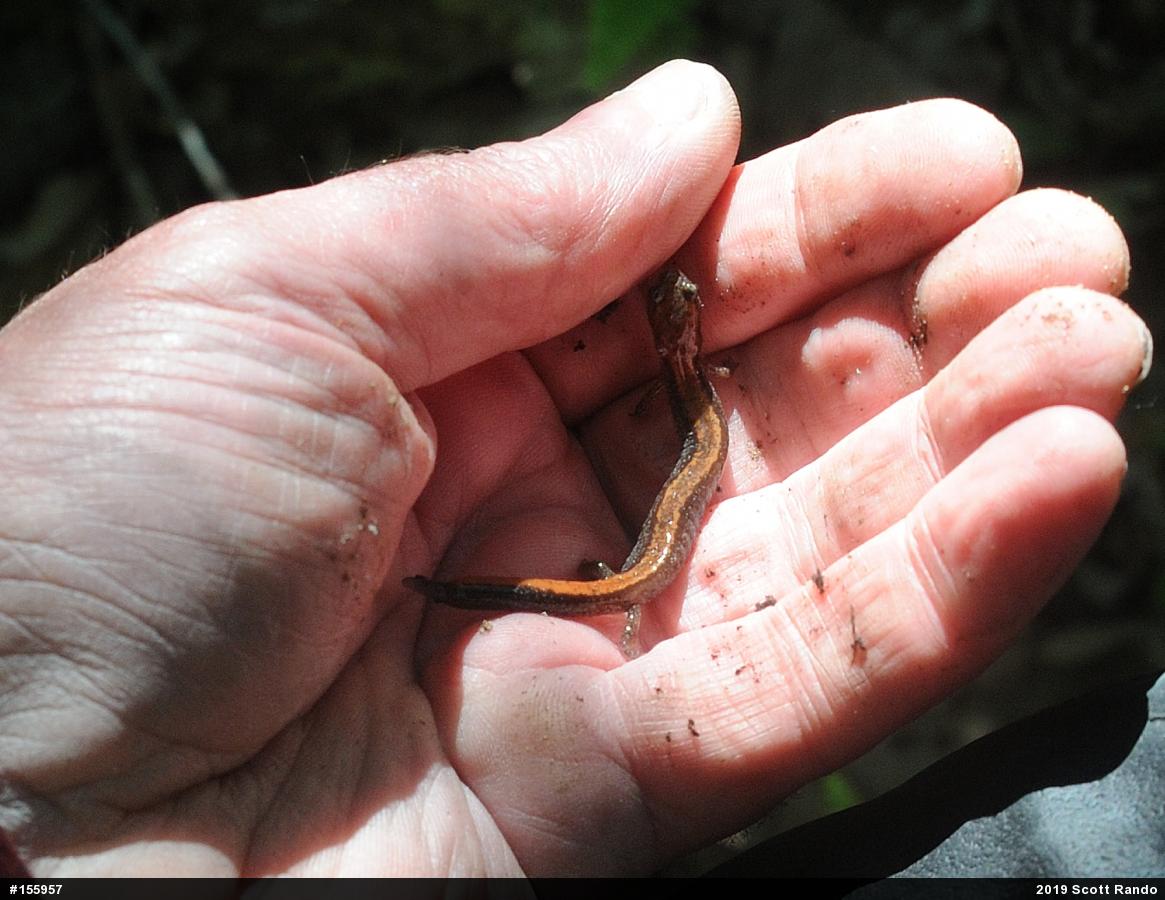 Eastern Red-backed  Salamander