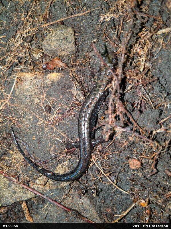 Allegheny Mountain Dusky Salamander