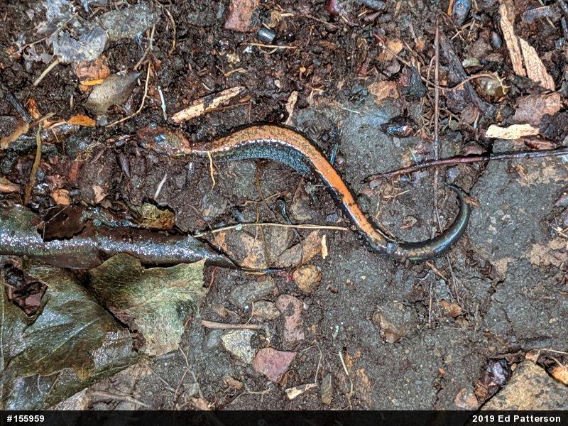 Eastern Red-backed  Salamander