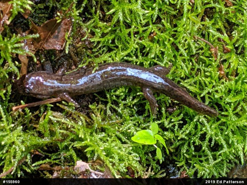 Northern Dusky Salamander