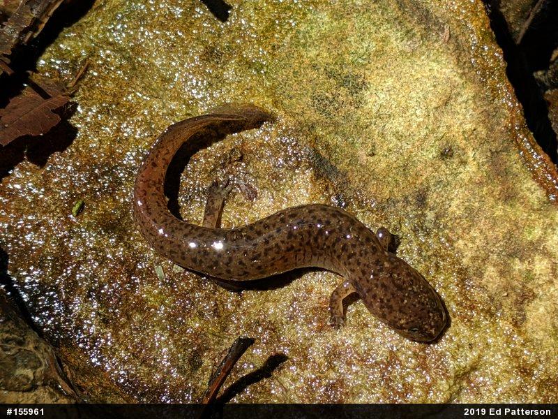 Northern Red Salamander