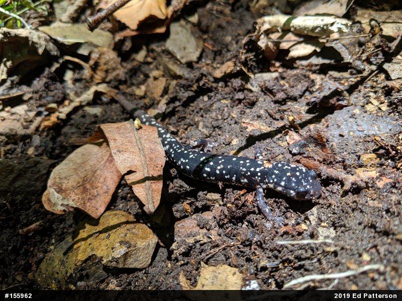 Northern Slimy Salamander