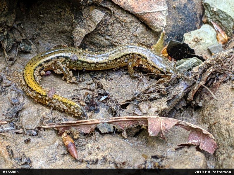 Northern Two-lined Salamander