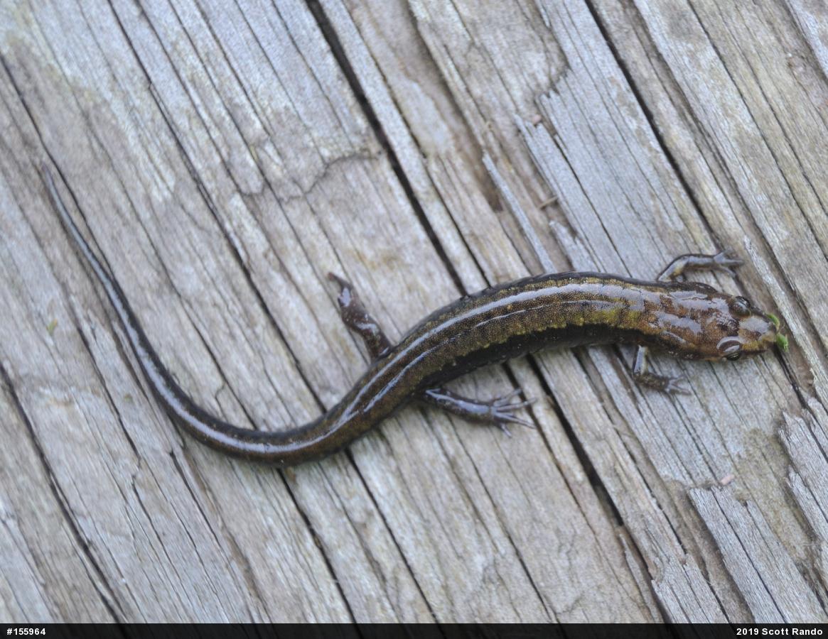 Allegheny Mountain Dusky Salamander