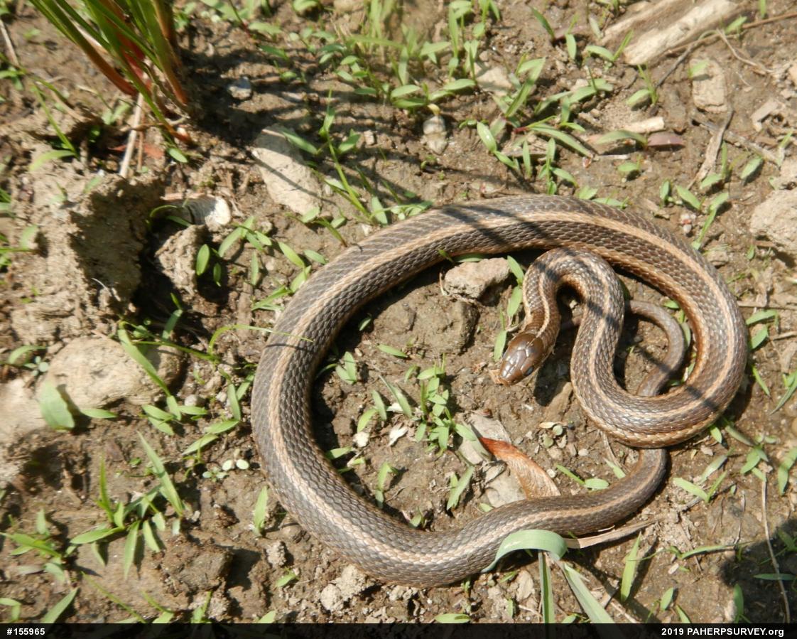 Shorthead Gartersnake