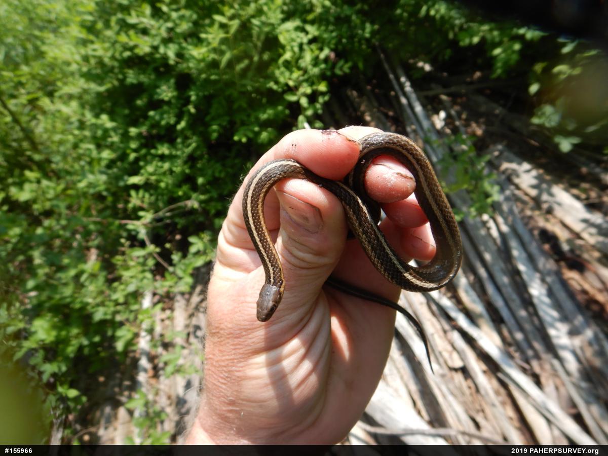Shorthead Gartersnake