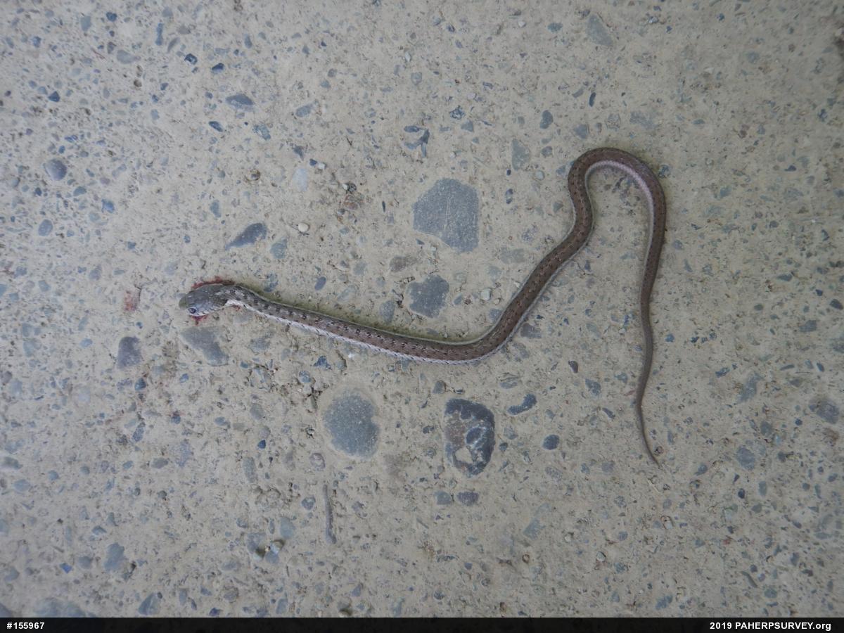 Eastern Gartersnake