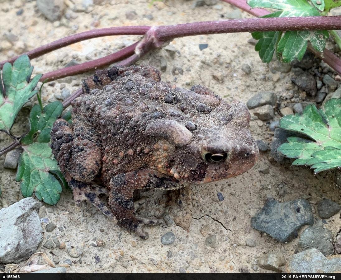 Eastern American Toad