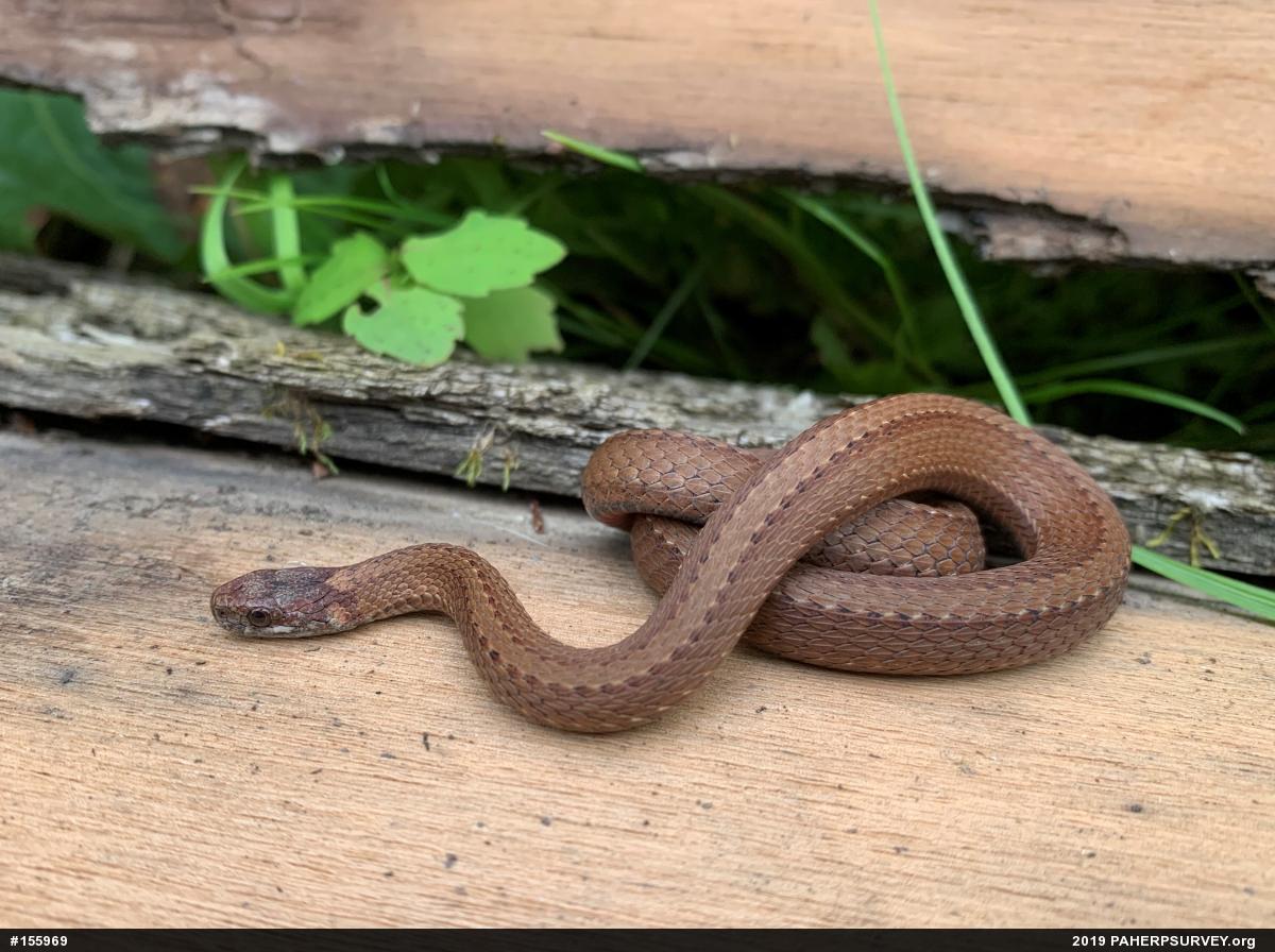 Red-bellied Snake